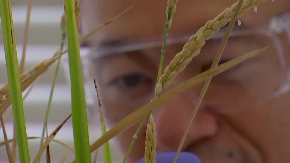 Rice gene may unlock higher yields and curb fertilizers | Reuters
