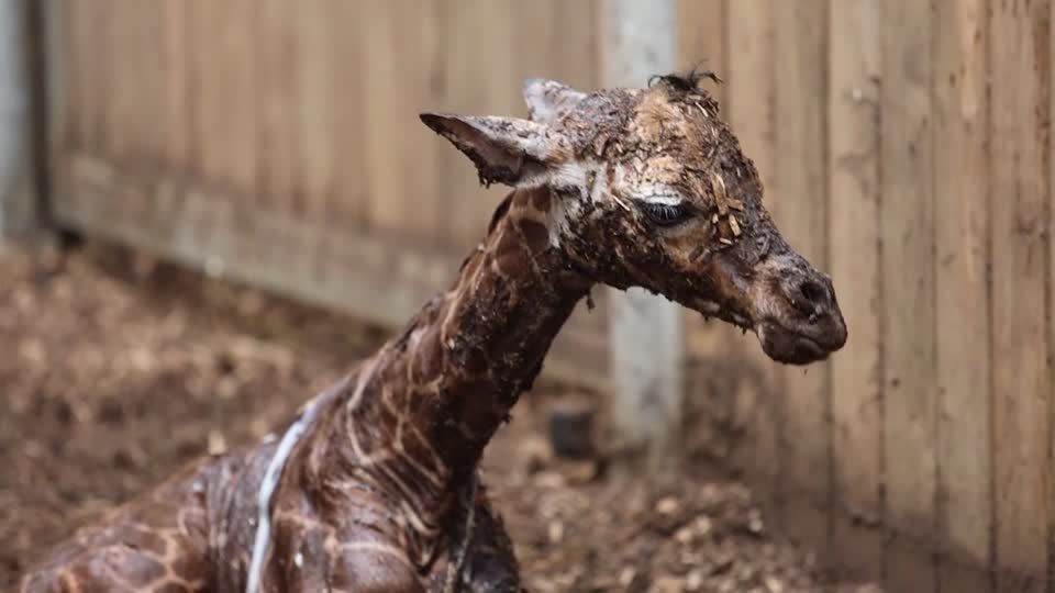Copenhagen Zoo welcomes baby giraffe and elephant | Reuters