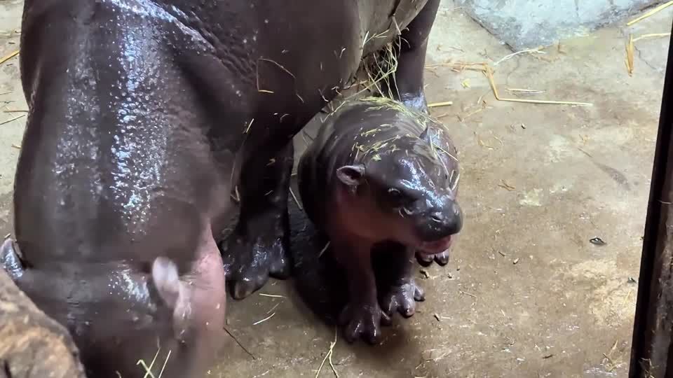 ヒッポ海を渡る　7か国　Hippo Goes Overseas Angry Hippo Chases Speedboat Through Lake, Video goes viral