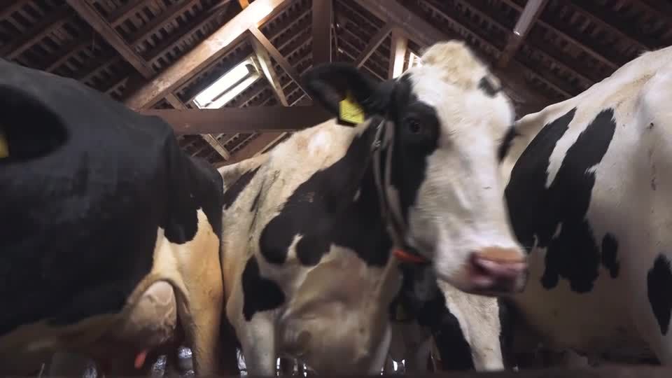 Milk price slide leaves UK dairy farmers on the brink | Reuters