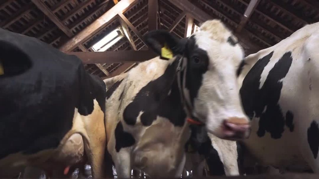 Milk price slide leaves UK dairy farmers on the brink | Reuters