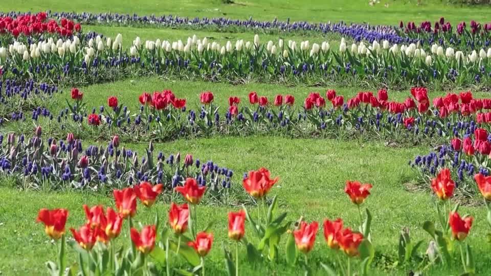 Tulips transform Swiss lakeside park for spring festival | Reuters