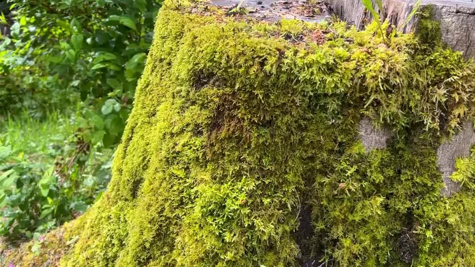 Moss-covered panels could offer air-cleaning cladding for city walls