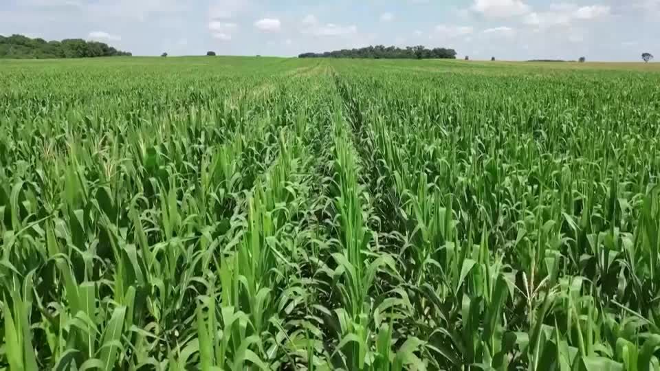 China to buy $17 bln of US farm goods each year: White House | Reuters