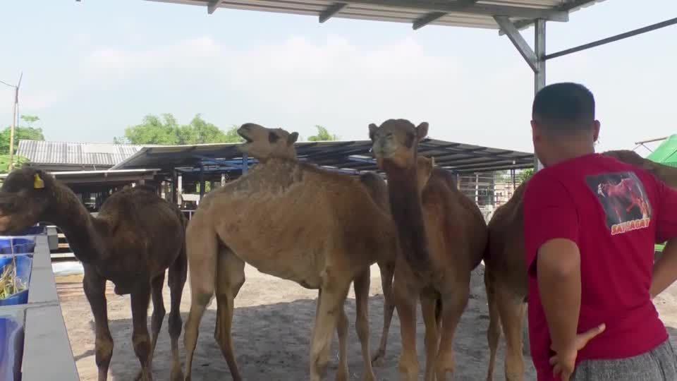 Indonesians explore camel breeding for Eid al-Adha sacrifices | Reuters