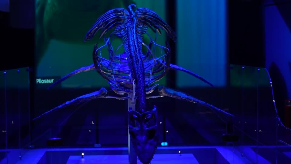 Prehistoric sea monsters surface in new London museum exhibition