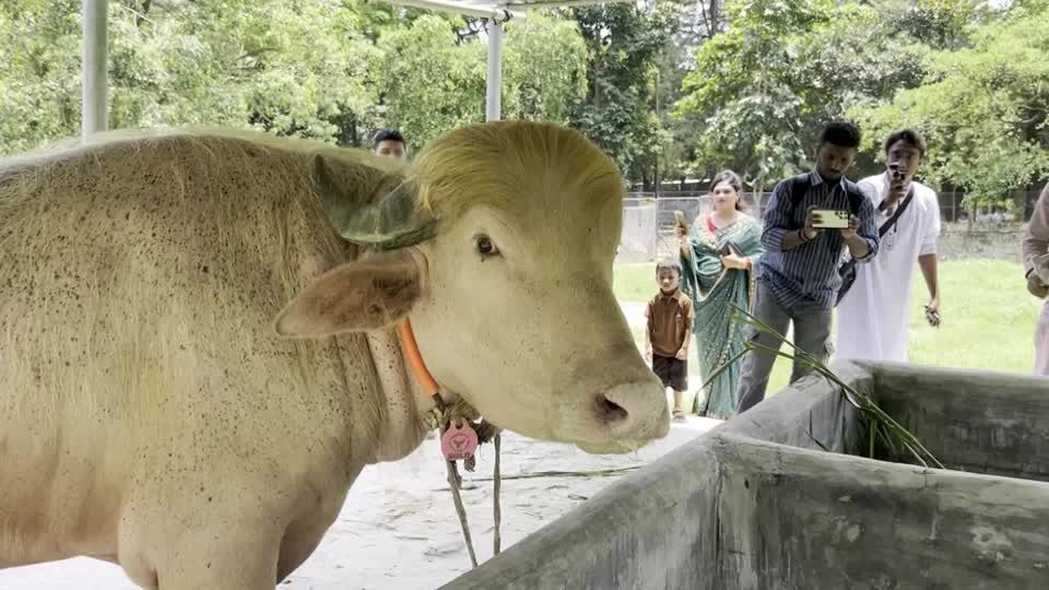 Bangladesh’s ‘Trump’ buffalo dodges Eid sacrifice - reuters.com