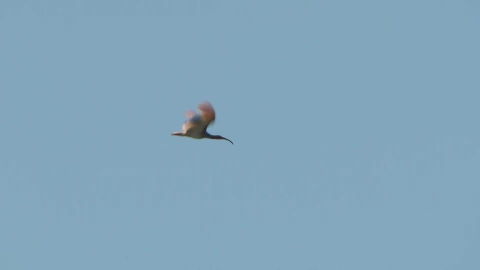 Endangered crested ibises released into the wild in central Japan