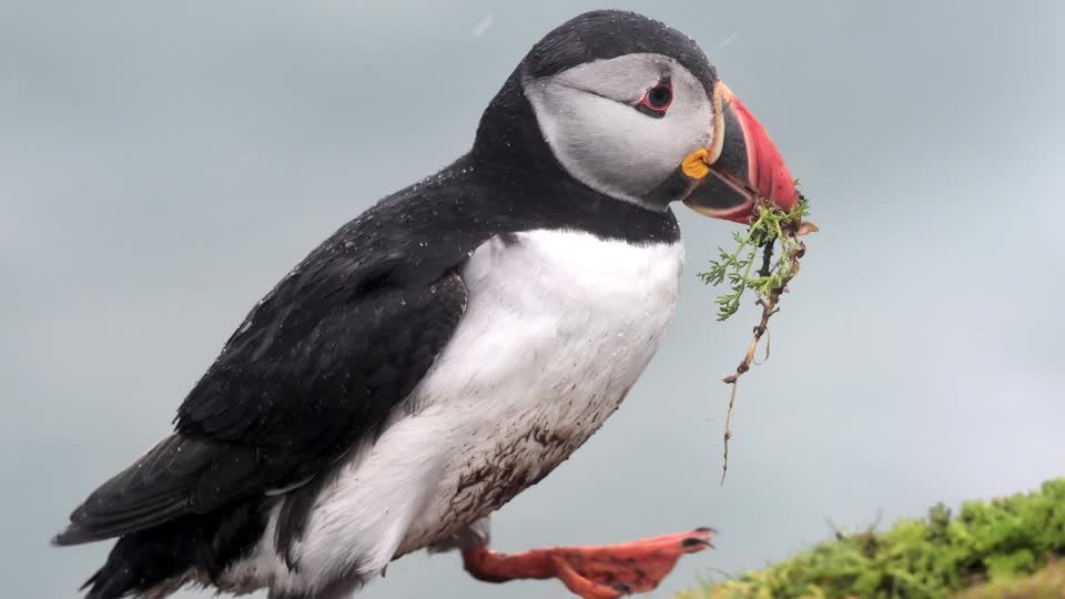 Foxes and puffins in line to replace historic figures on UK