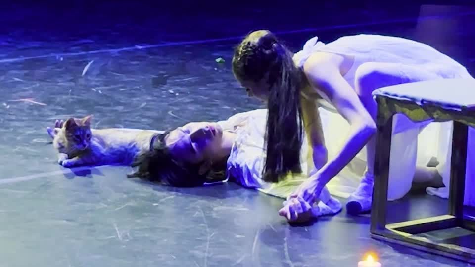 Romeow and Juliet: Feline Takes Center Stage at Turkish Ballet Performance