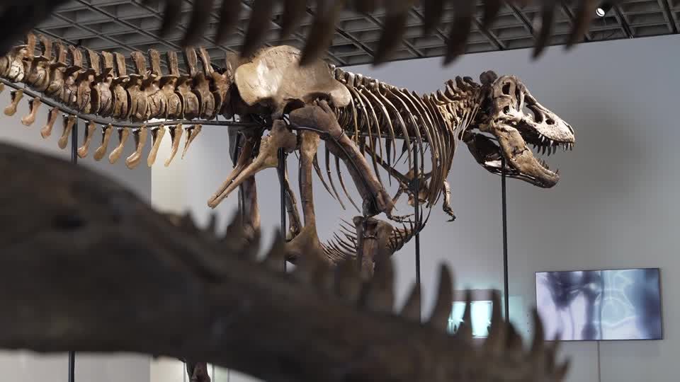 Colossal T. rex 'Gus' roars to auction with $30 million estimate