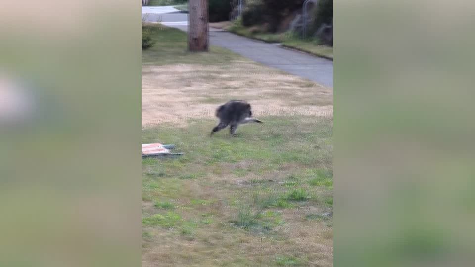 Jimothy the Seattle raccoon becomes viral sensation | Reuters