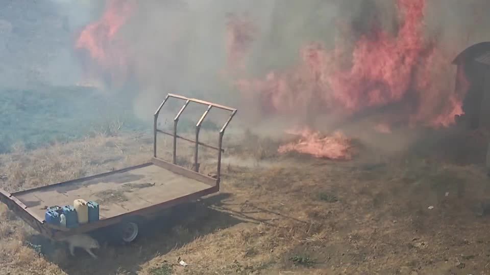 Wildfires destroy olive crop at Sicilian farm | Reuters