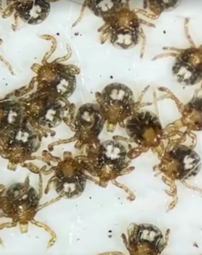 Nantucket tick-borne illness cases rise as deer population grows