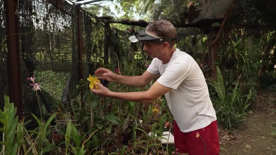 Agricultural engineer Lorenzo Suarez crossbreeds Cuban orchids with imported species, aiming to make hybrids hardy and attractive enough that people stop harvesting rare wild orchids ▻