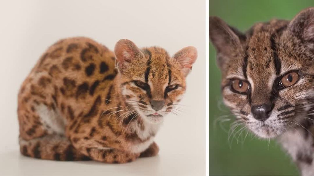 New cat species identified in Bolivia, first in over a century | Reuters
