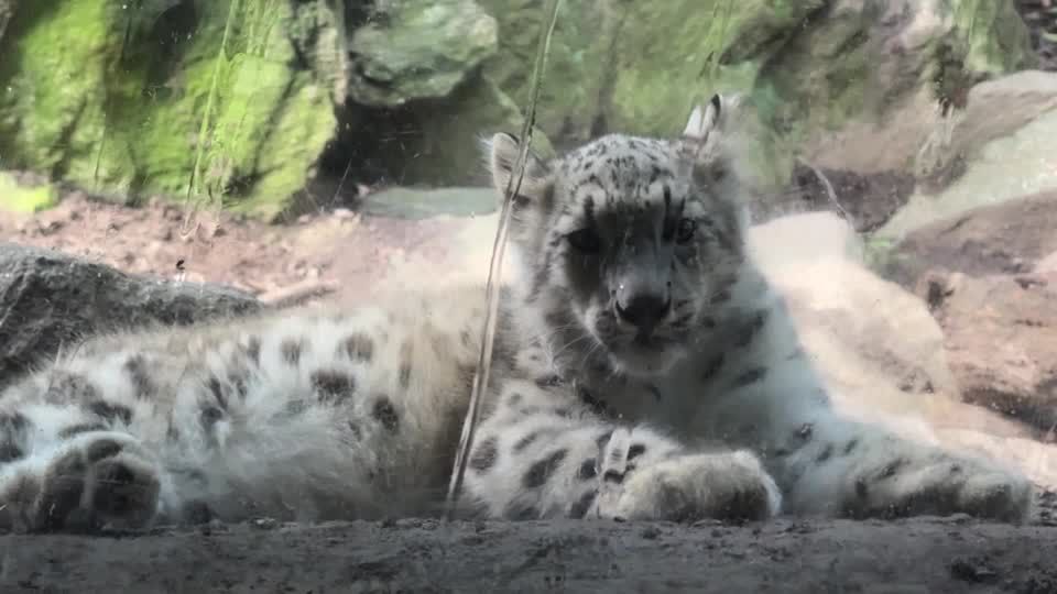 Meet 'Sarka,' the Bronx Zoo's four-month-old snow leopard cub | Reuters