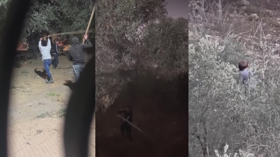The olive thieves: Palestinian farmers battle Israeli settler raids | ロイター